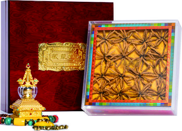 那曲王中王蟲(chóng)草