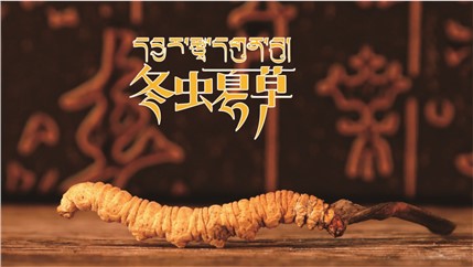 那曲新鮮冬蟲夏草什么時候采挖？